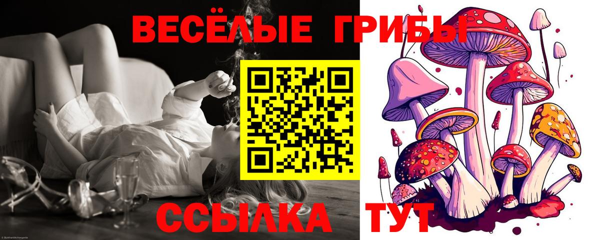 Псилоцибиновые грибы Cubensis Мегион